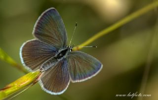 okgzl Gzel Mavi (Polyommatus bellis)