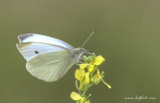 Kk Beyazmelek (Pieris rapae)