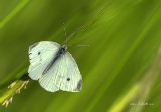 Kk Beyazmelek (Pieris rapae)