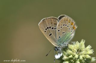 okgzl Rus Mavisi (Polyommatus coelestina)