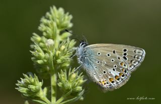 okgzl Kk Turan Mavisi (Polyommatus cornelius)