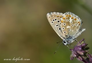 okgzl Yalanc illi Mavi (Polyommatus corydonius)