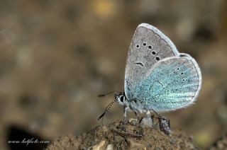 okgzl Fatma Mavisi (Polyommatus fatima)