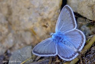 okgzl Eros (Polyommatus eros)