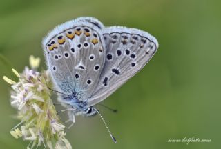 okgzl Eros (Polyommatus eros)