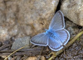 okgzl Eros (Polyommatus eros)