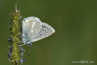 okgzl Toros Mavisi (Aricia isauricus)