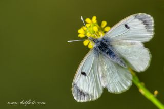 Turuncu Ssl (Anthocharis cardamines)