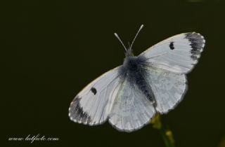 Turuncu Ssl (Anthocharis cardamines)