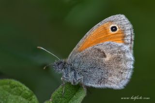 Kk Zpzp Perisi (Coenonympha pamphilus)
