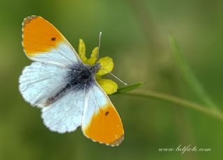 Turuncu Ssl (Anthocharis cardamines)