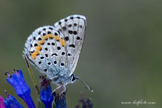 Bavius Mavisi&nbsp;(Pseudophilotes&nbsp;bavius)