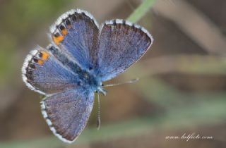 Bavius Mavisi&nbsp;(Pseudophilotes&nbsp;bavius)