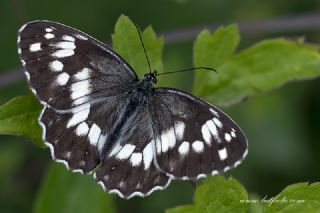 Kara Melike&nbsp;(Melanargia&nbsp;syriaca)