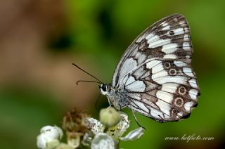 Kara Melike&nbsp;(Melanargia&nbsp;syriaca)
