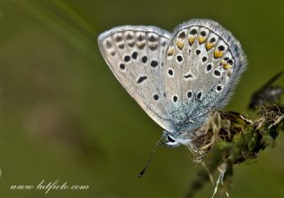 okgzl Hatay Mavisi (Polyommatus bollandi)