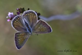 okgzl Hatay Mavisi (Polyommatus bollandi)