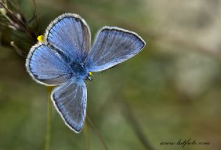 okgzl Hatay Mavisi (Polyommatus bollandi)