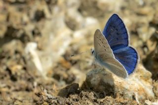 �okg�zl� Karabet Mavisi&nbsp;(Polyommatus&nbsp;haigi)