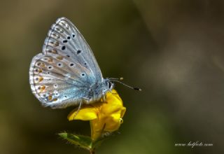 okgzl Hakkari illisi (Polyommatus dezinus)