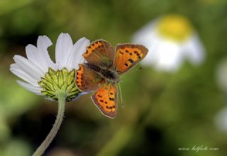 Benekli Bakr Gzeli (Lycaena phlaeas)