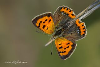 Benekli Bak�r G�zeli&nbsp;(Lycaena&nbsp;phlaeas)