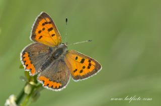 Benekli Bak�r G�zeli&nbsp;(Lycaena&nbsp;phlaeas)