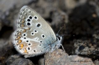 okgzl Teberda Mavisi (Aricia teberdina)