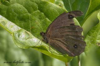 Kara Hayalet (Minois dryas)