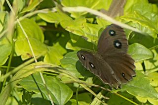 Kara Hayalet (Minois dryas)