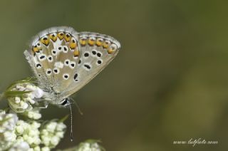 okgzl Balkan Mavisi (Aricia anteros )