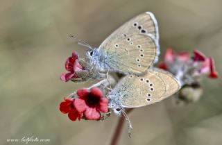 Anadolu Karagz Mavisi (Glaucopsyche astraea)