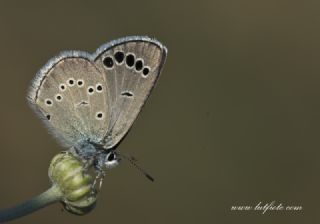Anadolu Karagz Mavisi (Glaucopsyche astraea)