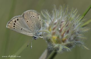 Anadolu Karagz Mavisi (Glaucopsyche astraea)