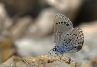 Anadolu Karagz Mavisi (Glaucopsyche astraea)