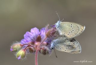 Anadolu Karagz Mavisi (Glaucopsyche astraea)