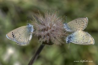 Anadolu Karagz Mavisi (Glaucopsyche astraea)