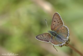 sli Bakr Gzeli (Lycaena tityrus)