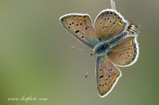 �sli Bak�r G�zeli&nbsp;(Lycaena&nbsp;tityrus)