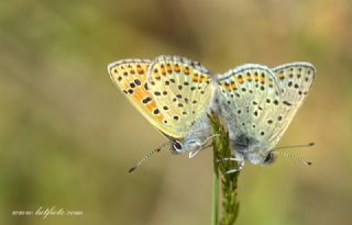 sli Bakr Gzeli (Lycaena tityrus)