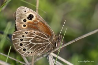 Uygur G�zelesmeri&nbsp;(Proterebia&nbsp;afra)