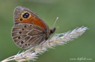 Uygur Gzelesmeri (Proterebia afra)