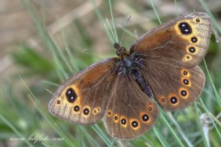 Uygur Gzelesmeri (Proterebia afra)