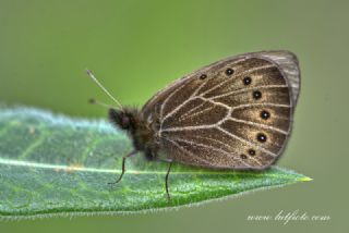 Uygur Gzelesmeri (Proterebia afra)