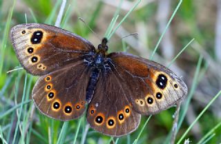 Uygur Gzelesmeri (Proterebia afra)