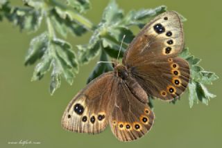 Uygur G�zelesmeri&nbsp;(Proterebia&nbsp;afra)