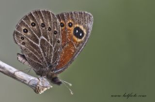 Uygur Gzelesmeri (Proterebia afra)