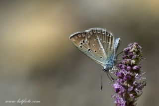 okgzl Kandl Mavisi (Polyommatus kanduli)