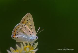 Byk Mor Bakr Gzeli (Lycaena alciphron)