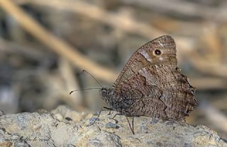 Anadolu Karamelei (Hipparchia fatua)